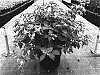 Fuchsia%20x%20hybrida%20%27Rose%20Quartet%27