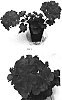 Pelargonium%20x%20hortorum%20%27Balfanimfro%27