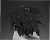 Euphorbia%20pulcherrima%20Willd.%20ex%20Klotzsch%20%27Fismillerl%27