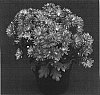 Chrysanthemum%20x%20morifolium%20%27Zesty%20Yovanessa%27
