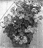 Pelargonium%20zonale%20%27Pacdo%27