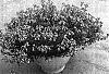 Nemesia%20caerulea%20%27Sumnem%2002%27