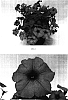 Petunia%20hybrida%20%27Balsundalav%27