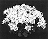 Chrysanthemum%20x%20morifolium%20%27Yobrunswick%27