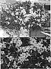 Bidens%20ferulifolia%20%27Big%20Sunlight%27