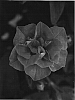 Petunia%20hybrida%20%27Dandopink%27