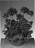 Pelargonium%20zonale%20%27Grafire%27