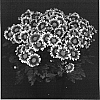 Chrysanthemum%20x%20morifolium%20%27Yoniagara%20Falls%27
