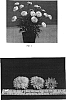 Argyranthemum%20x%20hybrida%20%27OHMADMADE%27