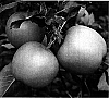 Malus%20communis%20Mill.%20%27Nicogreen%27