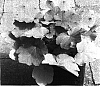 Heuchera%20villosa%20%27Caramel%27