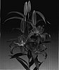 Lilium%20L.%20oriental%20%27Dordogne%27