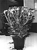 Osteospermum%20ecklonis%20%27Sunny%20Elizabeth%27