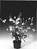 Gaura%20lindheimeri%20%27Gautalwhi%27