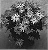 Senecio%20cruentus%20x%20Senecio%20heritieri%20%27Sunsenerapi%27