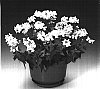 Nemesia%20hybrid%20%27Nemhswhi%27