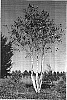Betula%20nigra%20%27WHIT%20XXV%27