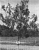 Carya%20illinoinensis%20%27EXCEL%27