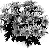 Chrysanthemum%20morifolium%20%27Mega%20Time%20Improved%27