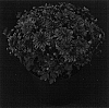 Chrysanthemum%20x%20morifolium%20%27Bold%20Yovanessa%27