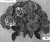 Rosa%20hybrida%20%27Poultc006%27