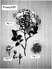 Rosa%20hybrid%20%27Poulcy011%27
