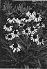 Echinacea%20purpurea%20x%20paradoxa%20%27Paranoia%27