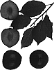 %5BPrunus%20salicina%20x%20%28Prunus%20salicina%20x%20Prunus%20armeniaca%29%5D%20%27Flavor%20Finale%27