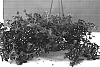 Verbena%20sp.%20%27Dandon17%27