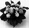 Primula%20acaulis%20%27Kerbelpice%27