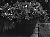 Impatiens%20walleriana%20%27Fify%20Rossa%27