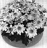 Chrysanthemum%20morifolium%20%27Festival%20Time%20Yellow%20Improved%27