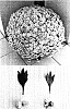 Chrysanthemum%20x%20morifolium%20%27Golden%20Surfer%27