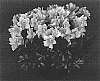 Rhododendron%20hybrida%20%27Pink%20Angora%27