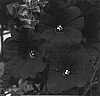 Petunia%20hybrida%20%27Whip%20Reeda%27
