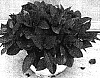 Hydrangea%20macrophylla%20%27RIE%2009%27