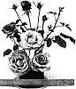 Rosa%20hybrida%20%27WEKhilpurnil%27