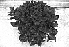 Hydrangea%20macrophylla%20%27RIE%2002%27