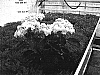 Hydrangea%20macrophylla%20%27RIE%2001%27