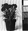 Dianthus%20caryophyllus%20%27CFPC%20Tess%27