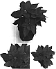Euphorbia%20pulcherrima%20%27PER979%27