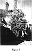 Acer%20buergerianum%20%27ABMTF%27
