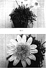 Argyranthemum%20x%20hybrida%20%27OHMADSAOM%27