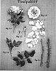 Rosa%20hybrid%20%27Poulpal019%27