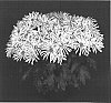 Chrysanthemum%20x%20morifolium%20%27Yoveracruz%27