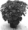 Senecio%20cruentus%20x%20Senecio%20heritieri%20%27Sunsenebare%27
