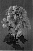 Chrysanthemum%20morifolium%20%27Danchryatpink%27