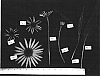Echinacea%20hybrida%20%27CBG%20Cone3%27
