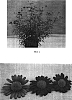 Argryranthemum%20x%20hybrida%20%27Ohmadsant%27