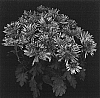 Chrysanthemum%20x%20morifolium%20%27Yowinnipeg%27